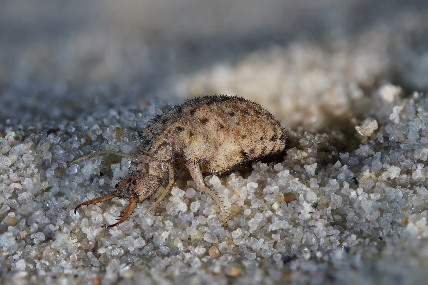 doodlebug ( Myrmeleonidae ) is the larva from the antlion 