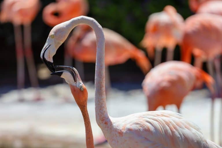 A greater flamingo feeding it's young crop milk.