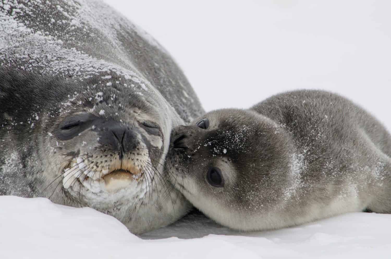 Antarctic fur seal with baby kissing its mom. 