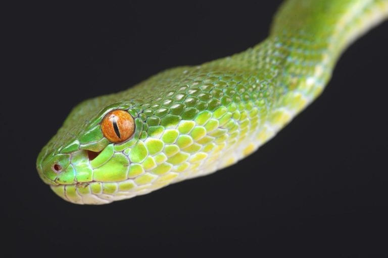 Portrait of a Chinese Tree Viper (Trimeresurus stejnegeri) against a black background