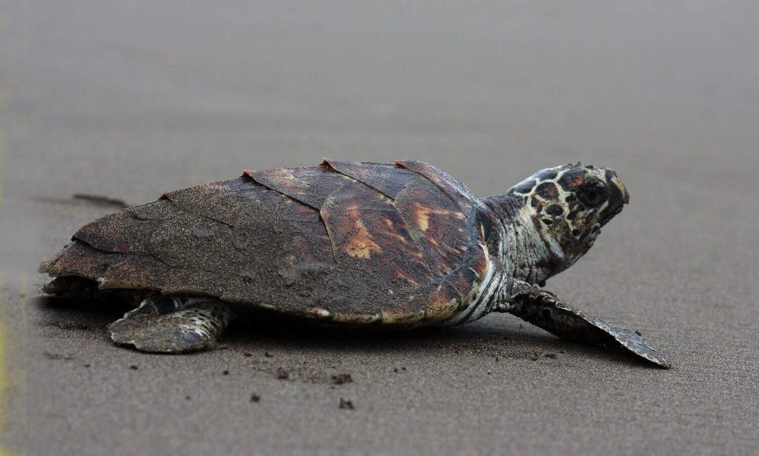 Kemp's ridley sea turtle, also called the Atlantic ridley sea turtle, is the rarest species of sea turtle and is the world's most endangered species of sea turtle. 