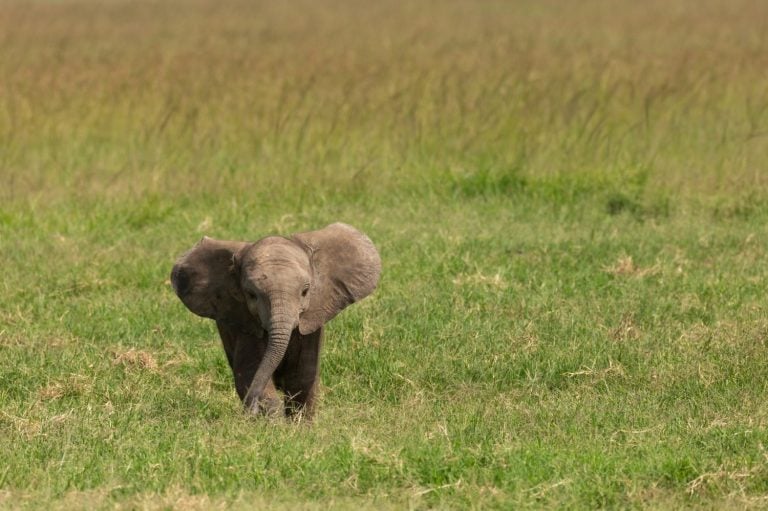 Cute baby elephant walking on its own in the green grass with its ears stretched.Wildlife on safari in Masai Mara, Kenya