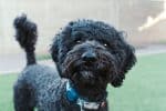 Barbet