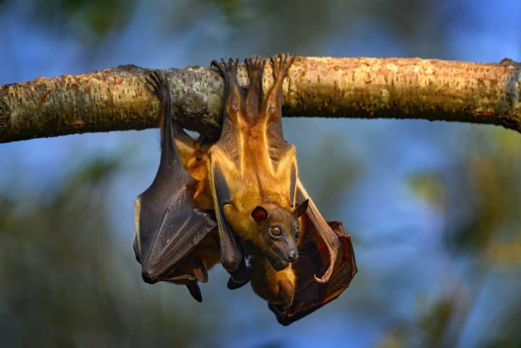 Bat from Uganda. Straw-coloured fruit bat, Eidolon helvum, on the the tree during the evening, Kisoro, Uganda in Africa. Bat colony in the nature, wildlife. Travelling in Uganda.