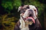 English Bulldog