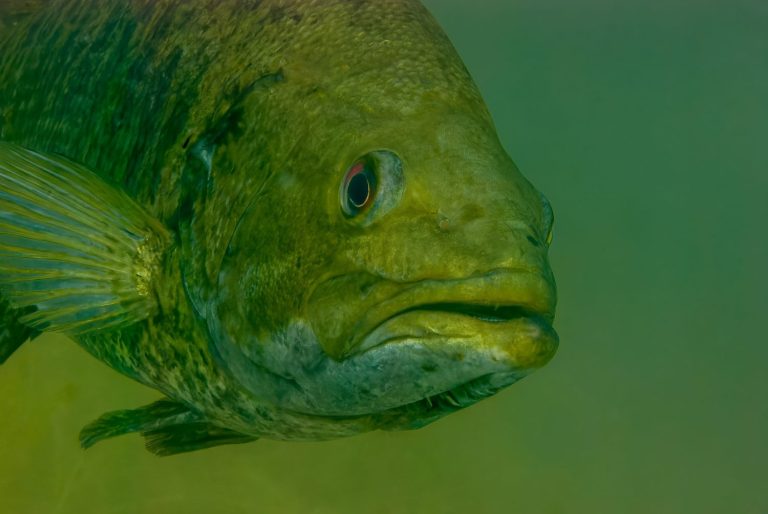 Black Bass