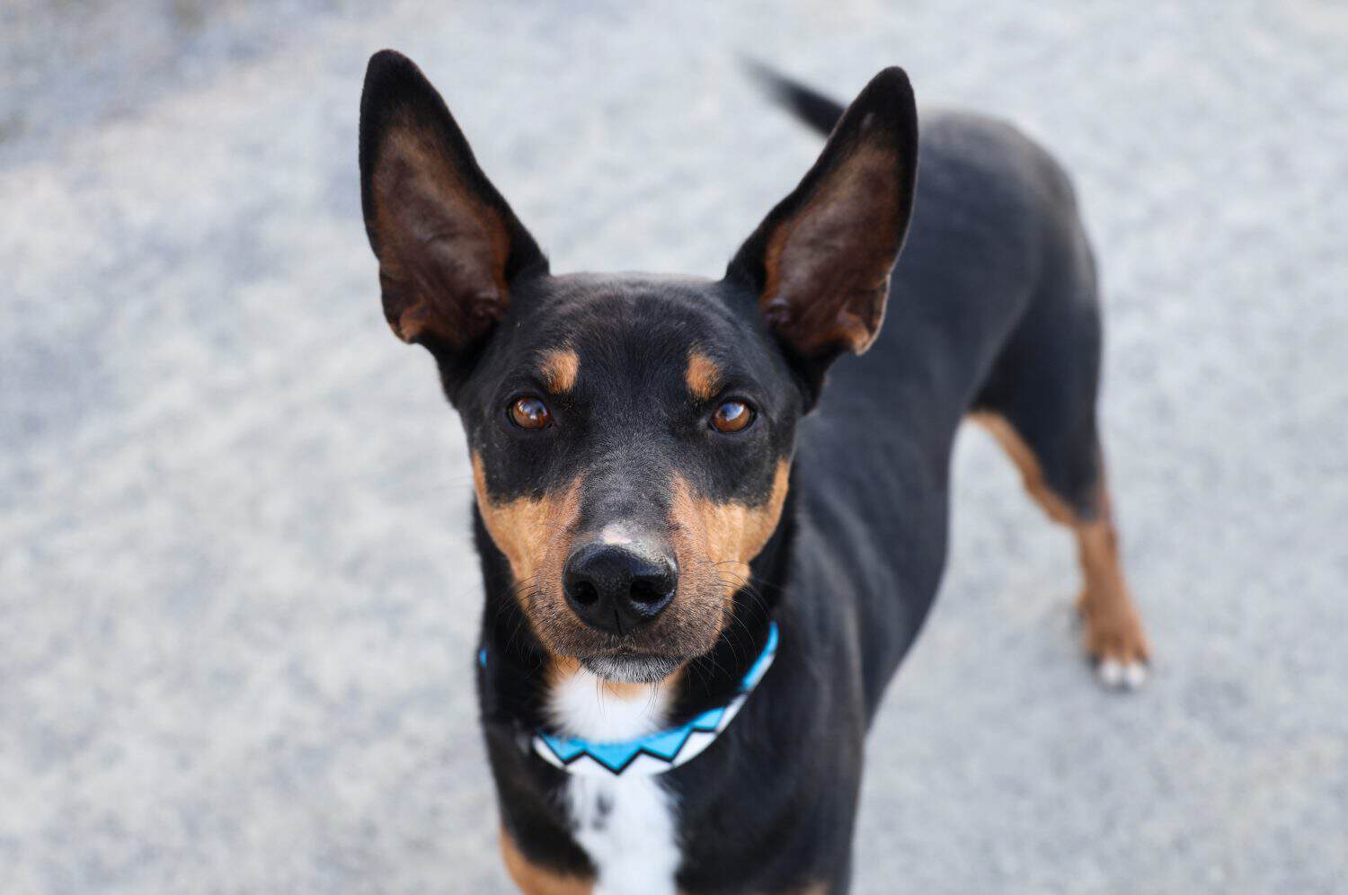 German Pinscher Animal Facts - Canis lupus familiaris - A-Z Animals