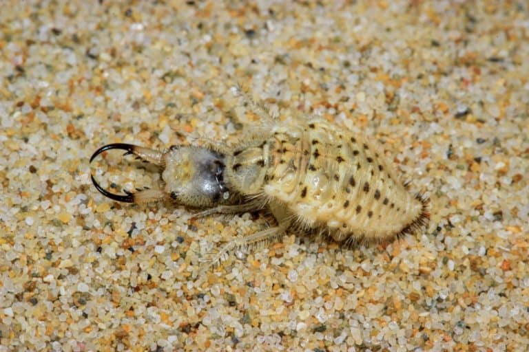 Antlion larva in the Sand, Southern Africa.