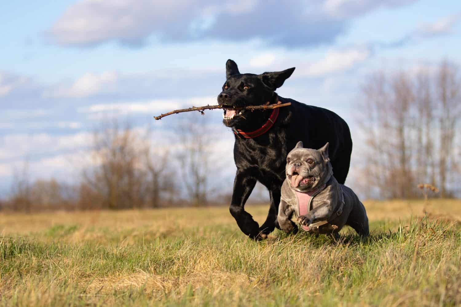 Two dogs, small and large, are running in the clearing.