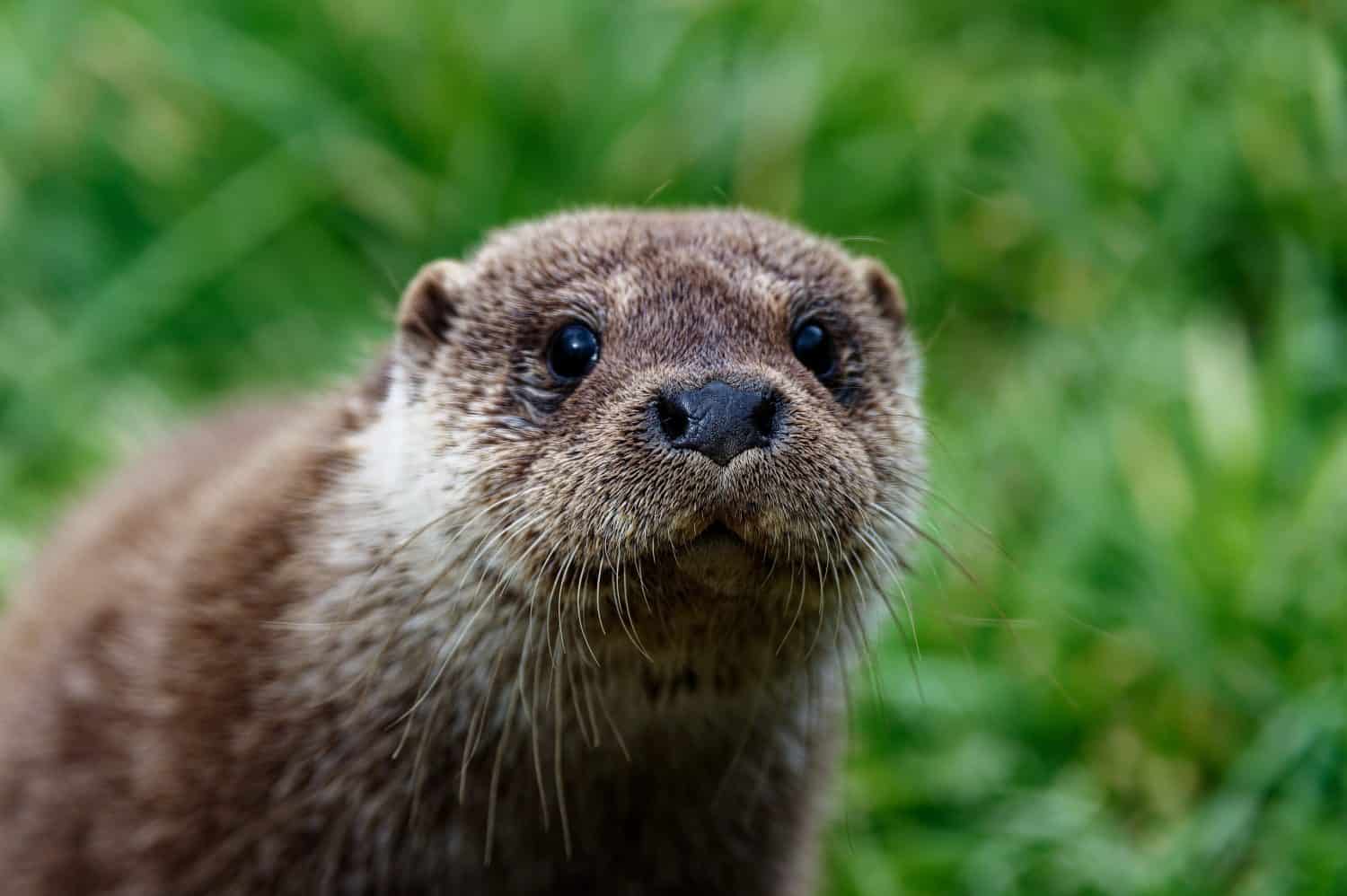 Eurasian Otter (Lutra lutra) Juvenile outdoor portrait in grass.