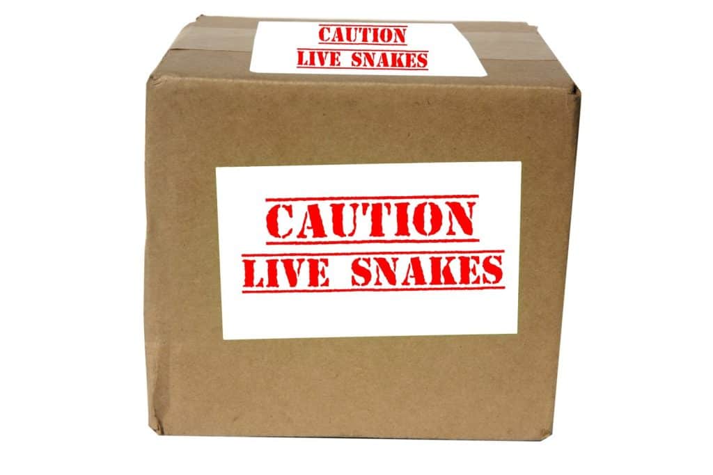 Live Snakes. A Cardboard Shipping Box Labelled Caution Lives Snakes. A sign warning of venomous snakes in a Shipping Box. Caution Sign. Warning Sign. Snakes. Vipers in a Shipping Crate. Dangerous.
