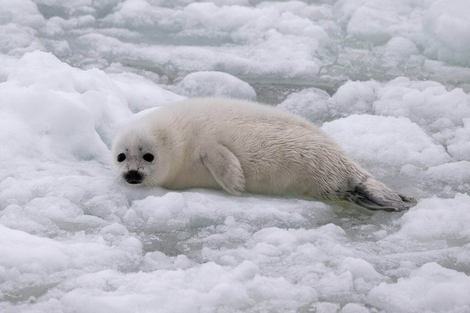 A small baby white coat harp seal or harbor seal floating on white snow and slop ice. The wild gray seal has long whiskers, a sad face, light color fur or skin, dark eyes, and heart shaped nose.  