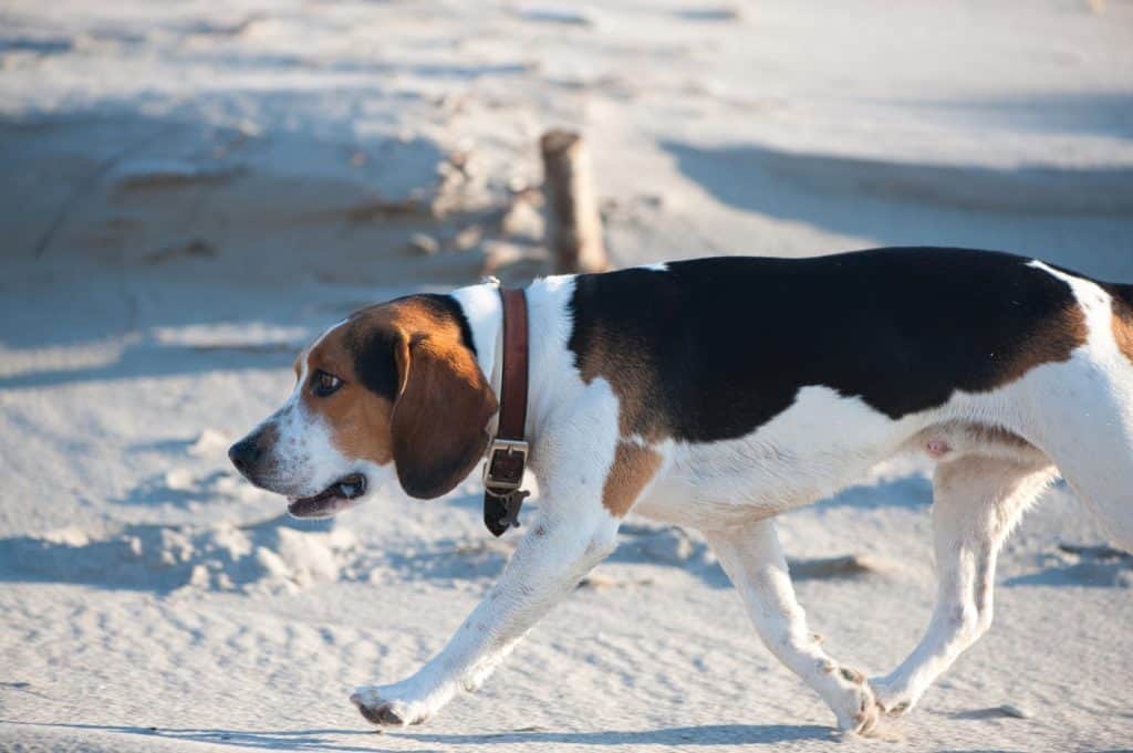 The Beagle Harrier walking by the snowy area under the sunlight on a cold winter day
