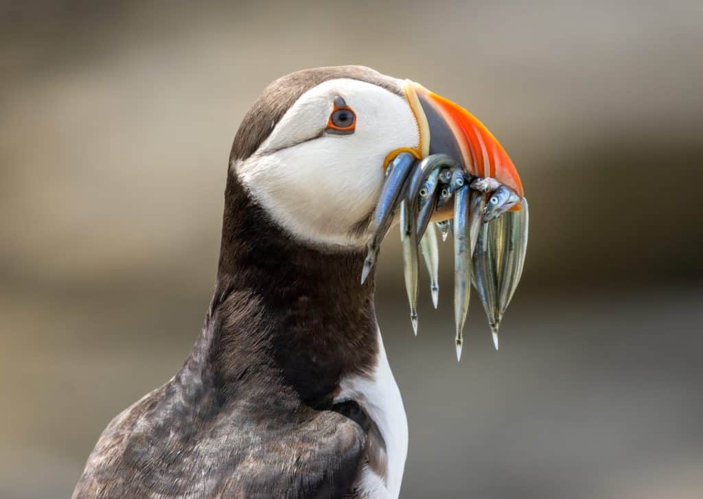 Puffins posing with a mouthful of sand eels on a rock in the sunshine on the Isle of May