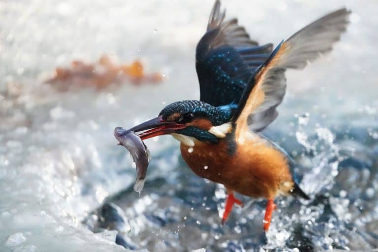 A closeup shot in motion of kingfisher bird with wide open wings hunting fish in river on sunny day