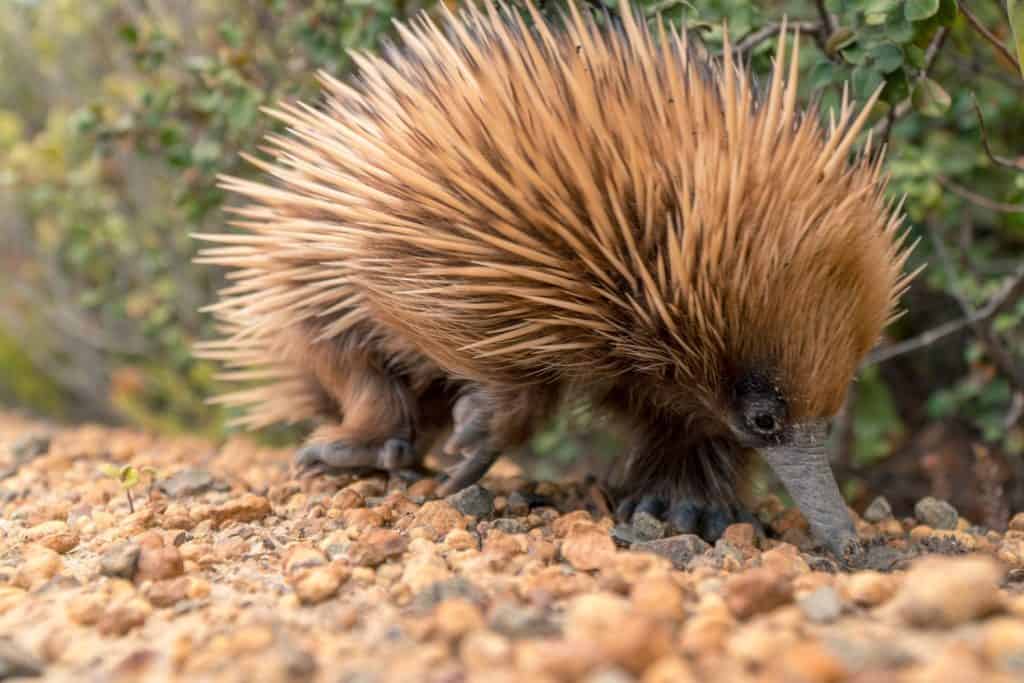 A Blonde or golden echidna, mostly found on Australian islands.