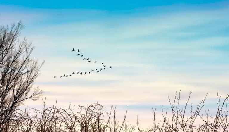 Migratory birds flying in the sky, leafless trees and bushes. Early morning sunrise. Amazing nature landscape.