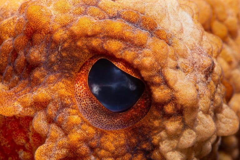 Close-up octopus eye.Octopus vulgaris Cuvier, 1797. Octopus eye. Canakkale Türkiye.