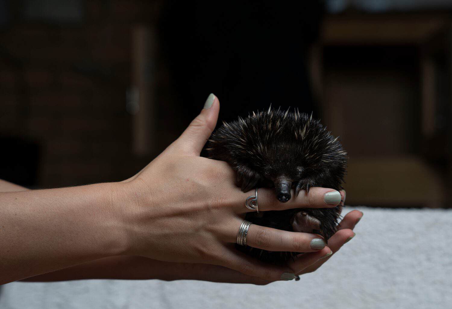              An outstretched arm holding a Puggle (baby Echidna)               