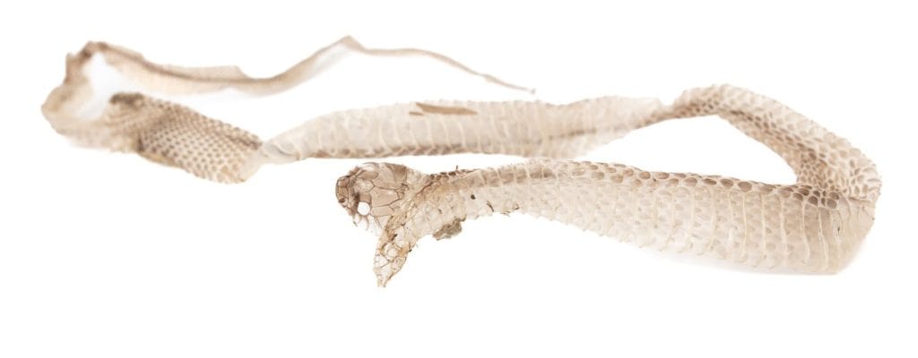 The skin of a snake isolated on a white background.