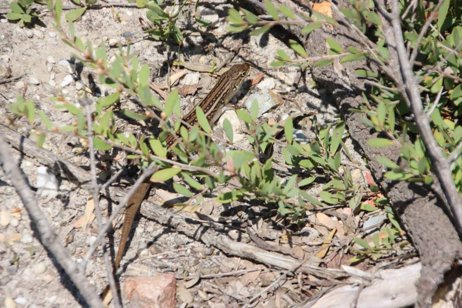 White's Skink (Liopholis whitii), Wilsons Promontory, Victoria, Australia.