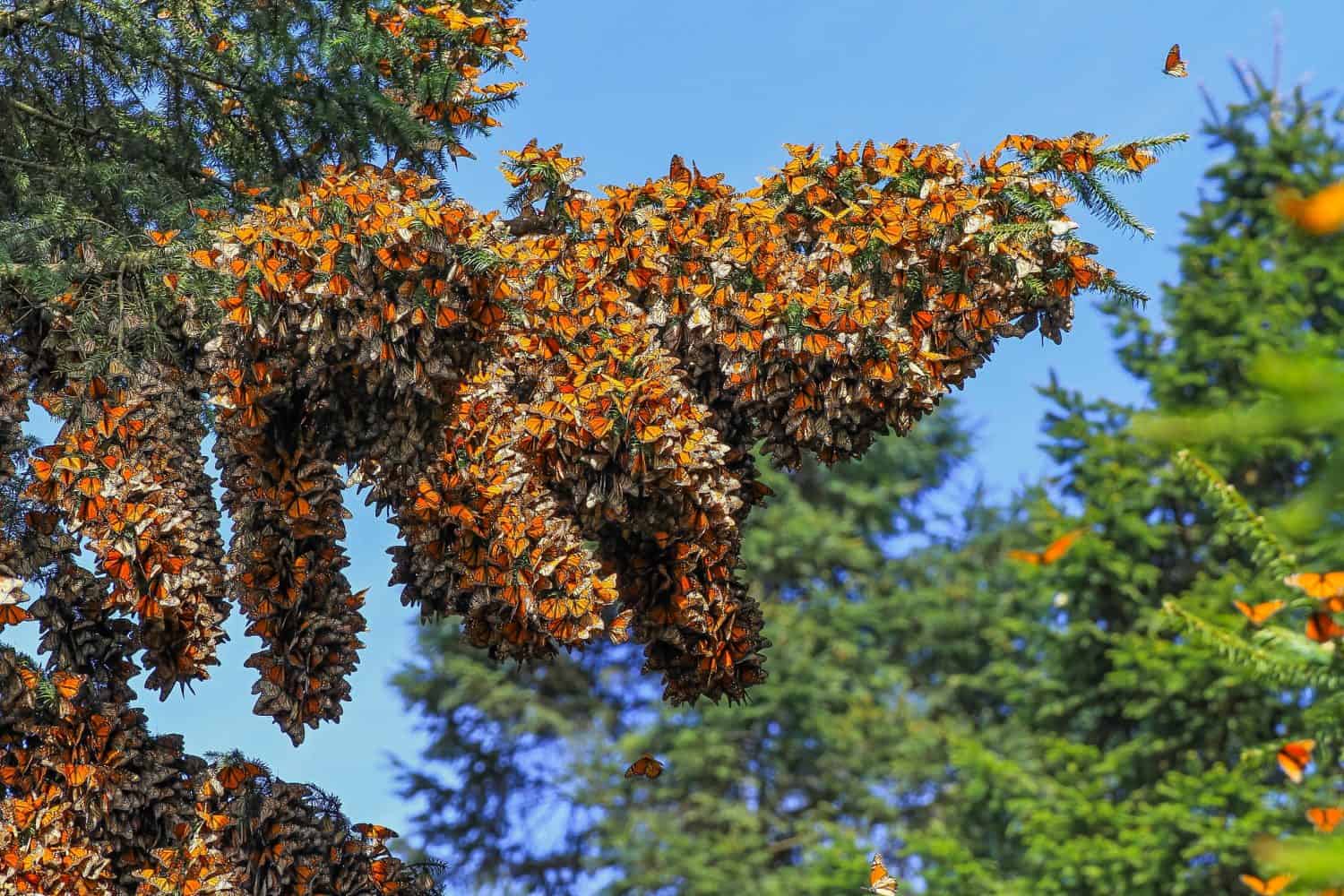 Clusters of Monarch butterflies on Oyamel Fir trees  in Mexico where hey stay over winter