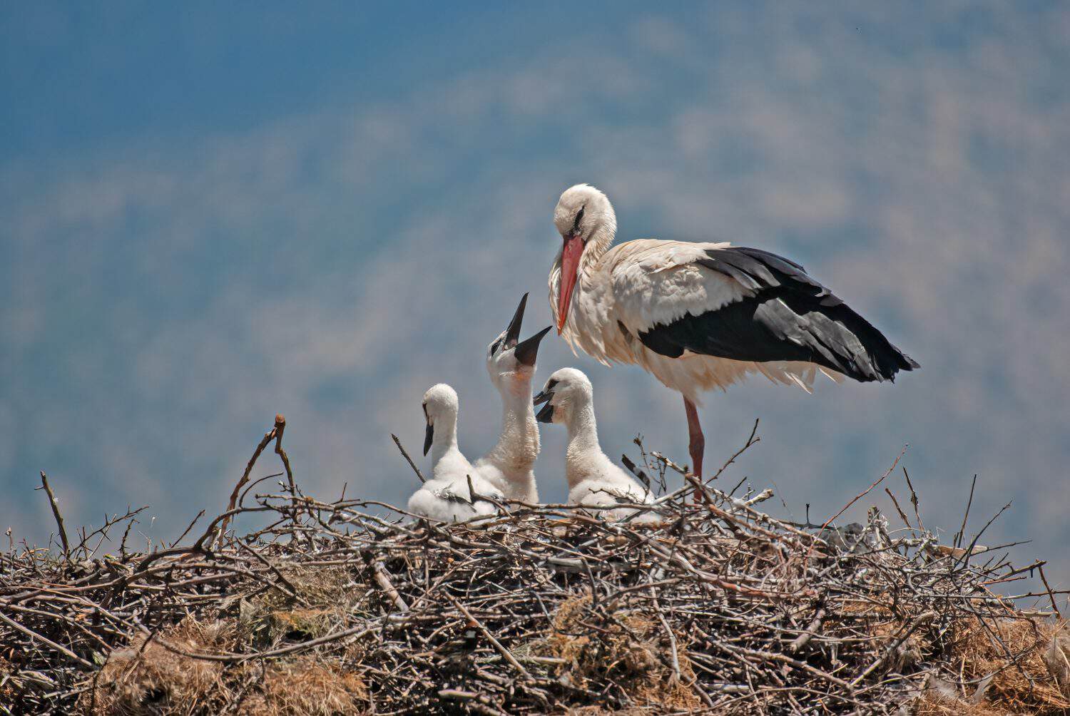 White stork (Ciconia ciconia) feeding her young in the nest.