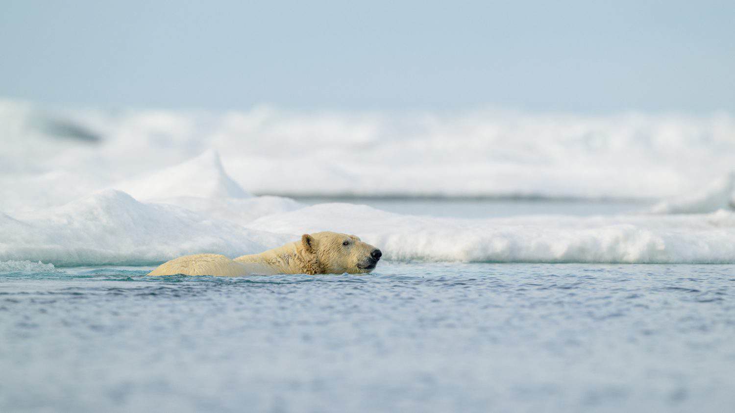 Polar bear (Ursus maritimus) swimming in icy water, Svalbard, Norway