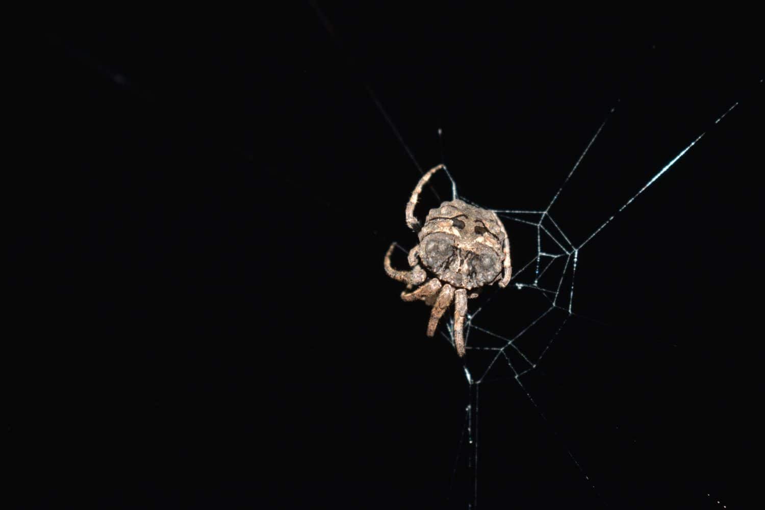 Wonderful animals in the night time. Darwin's bark spider close-up.