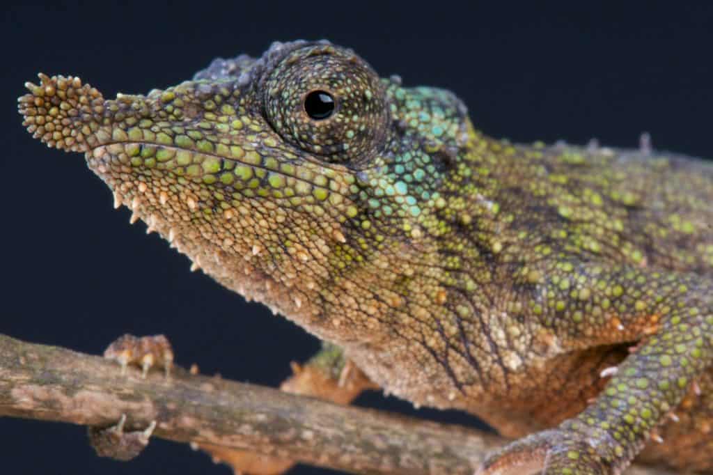 Rosette nosed chameleon / Rhampholeon spinosus