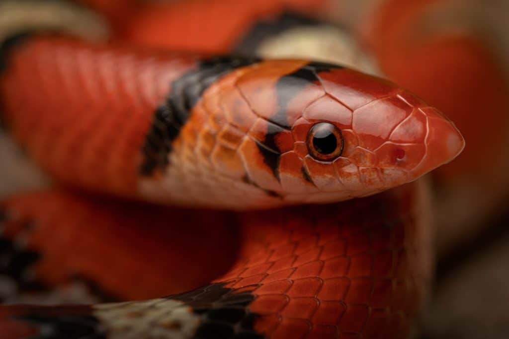 Northern scarlet snake (Cemophora coccinea) close up face and eye