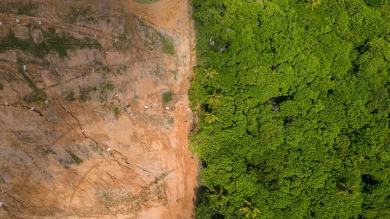 Forest deforestation for real estate construction, Healthy ecosystem being destroyed
