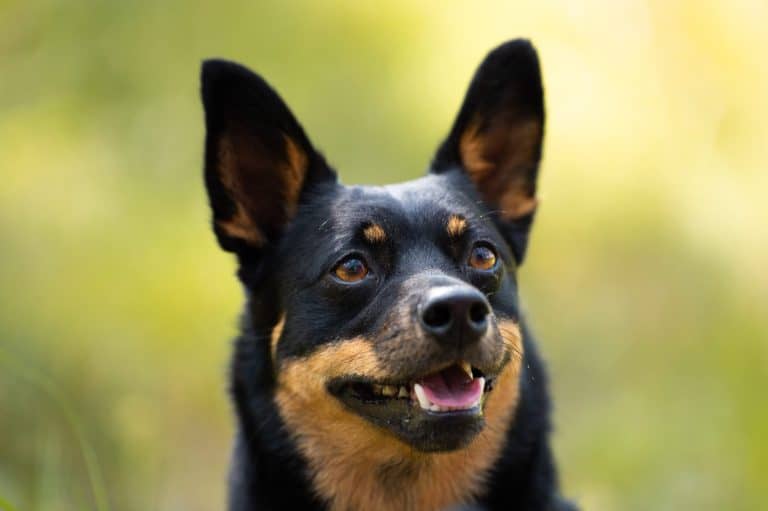 Lancashire Heeler