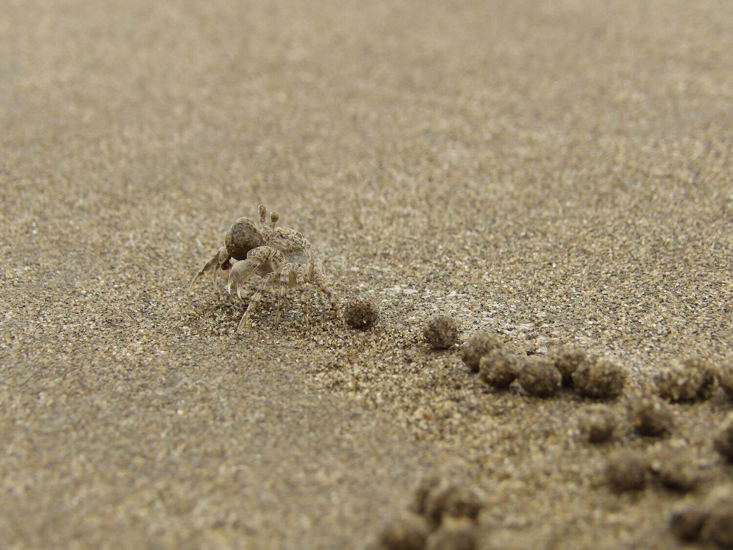 Scopimera bitympana crab feeds on the organic debris and leaves filtered sand balls on the beach. 