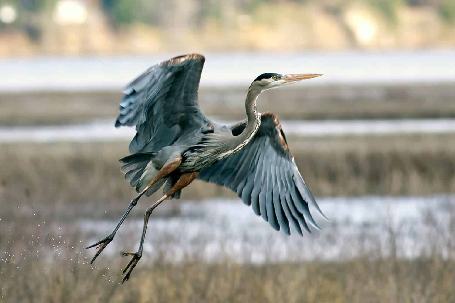 A great blue heron takes off from a wetlands area.
