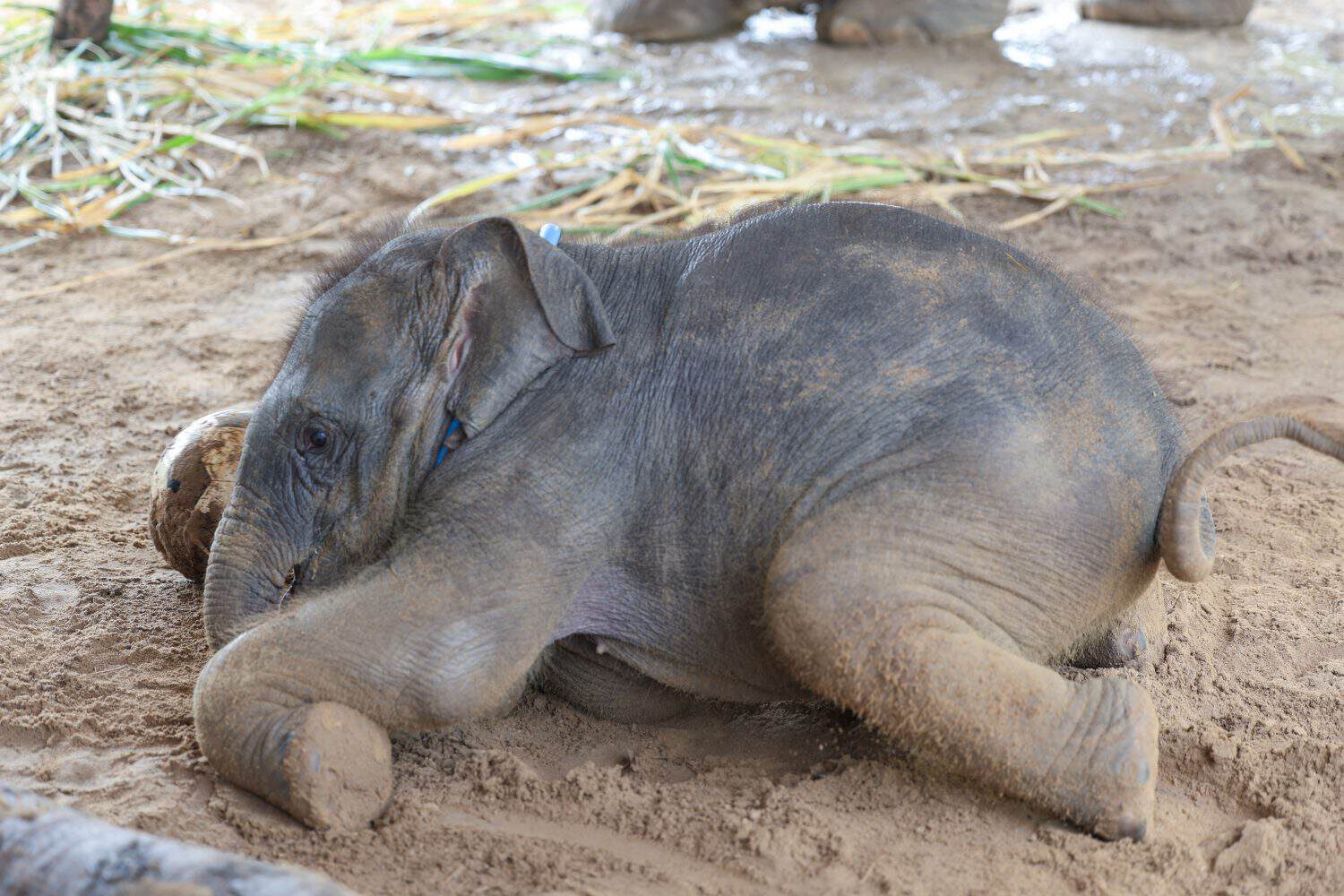 Newborn baby elephant playing with a ball