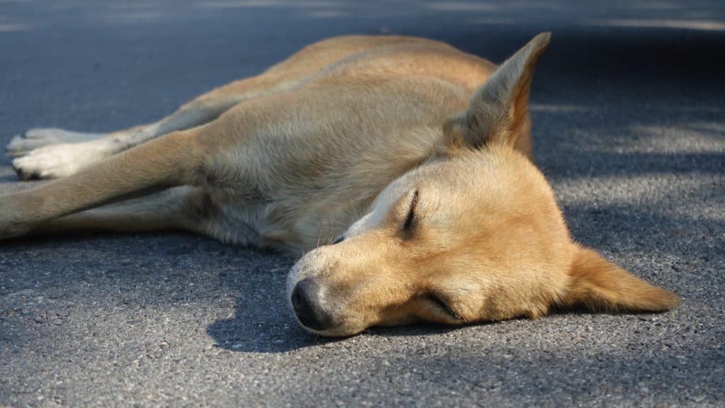 happy sleeping dog