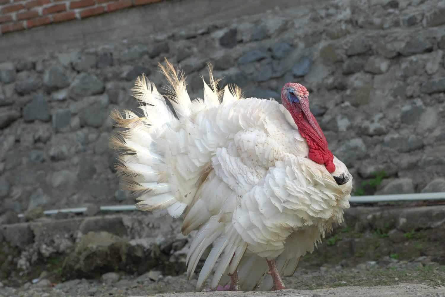 Old white midget turkey. Turkey midget is a cross of broad-breasted white and royal palm