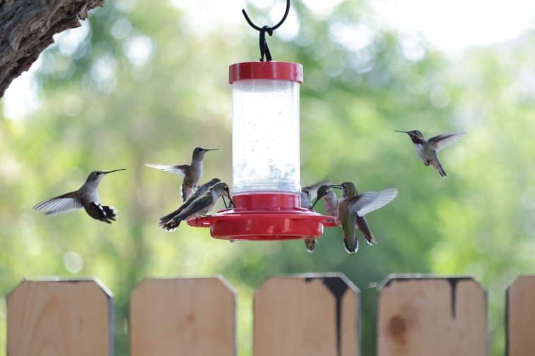 hummingbirds at feeder, autumn migration