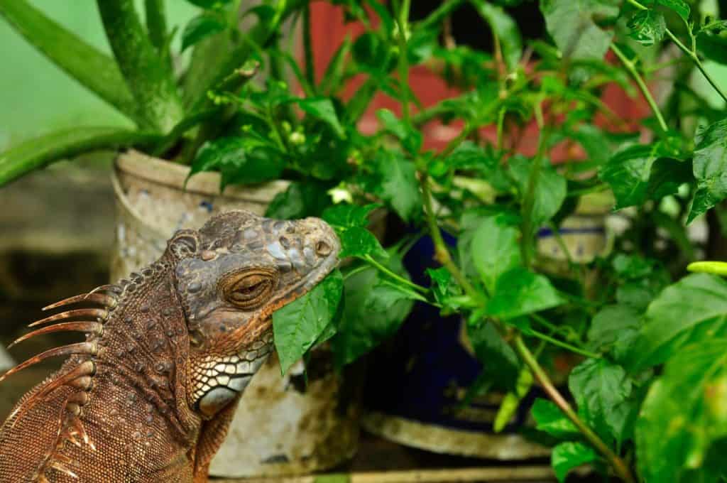 An iguana eats the leaves of a chili plant from the front yard of a country house. take close-up photos