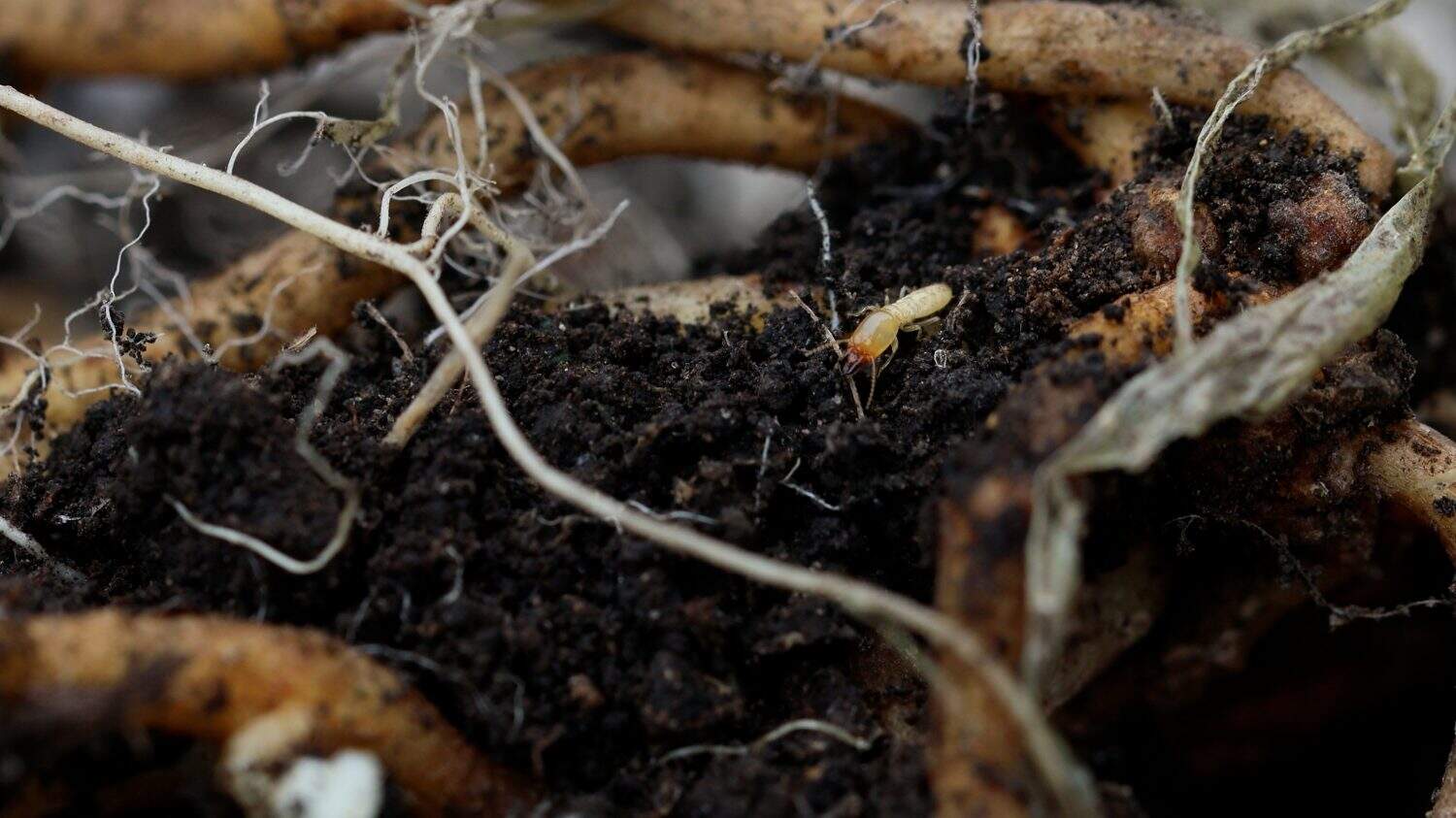 Japanese termite soldiers moving on rotten wood