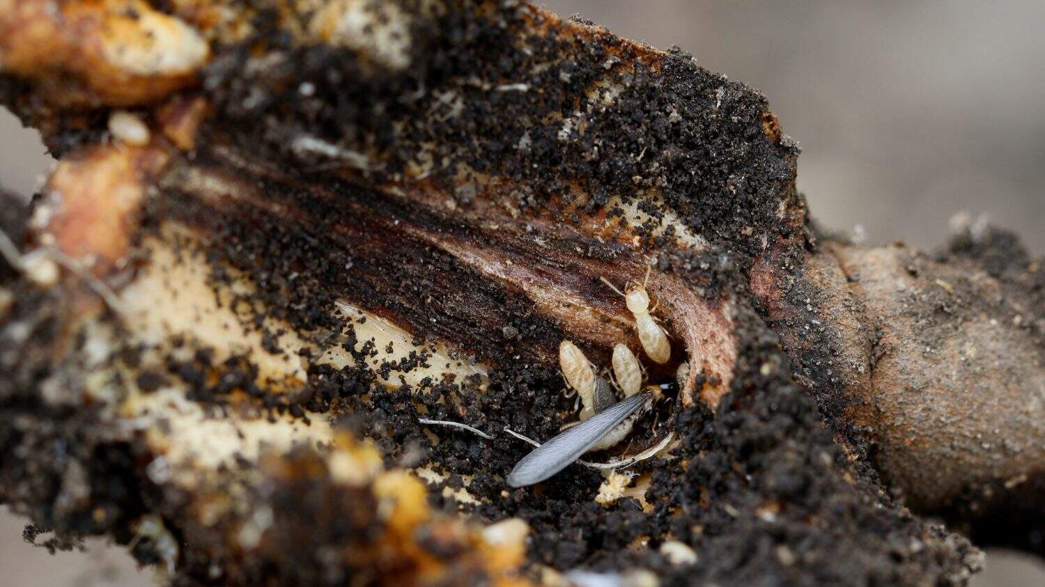 Yamato termite perched on rotten wood