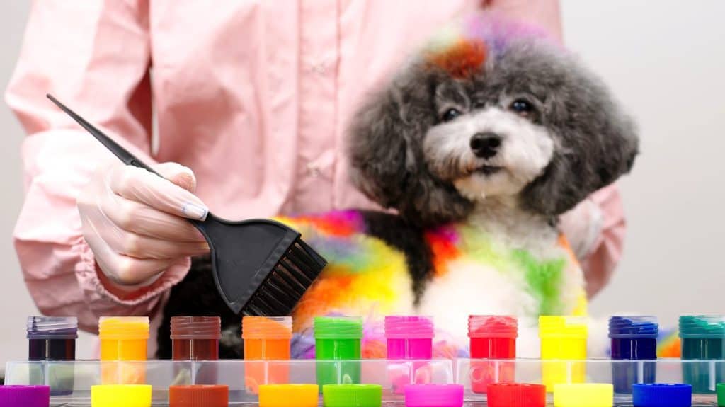 Close-up of dyeing a small dog's fur in bright colors. Animal care, style and spa concept.