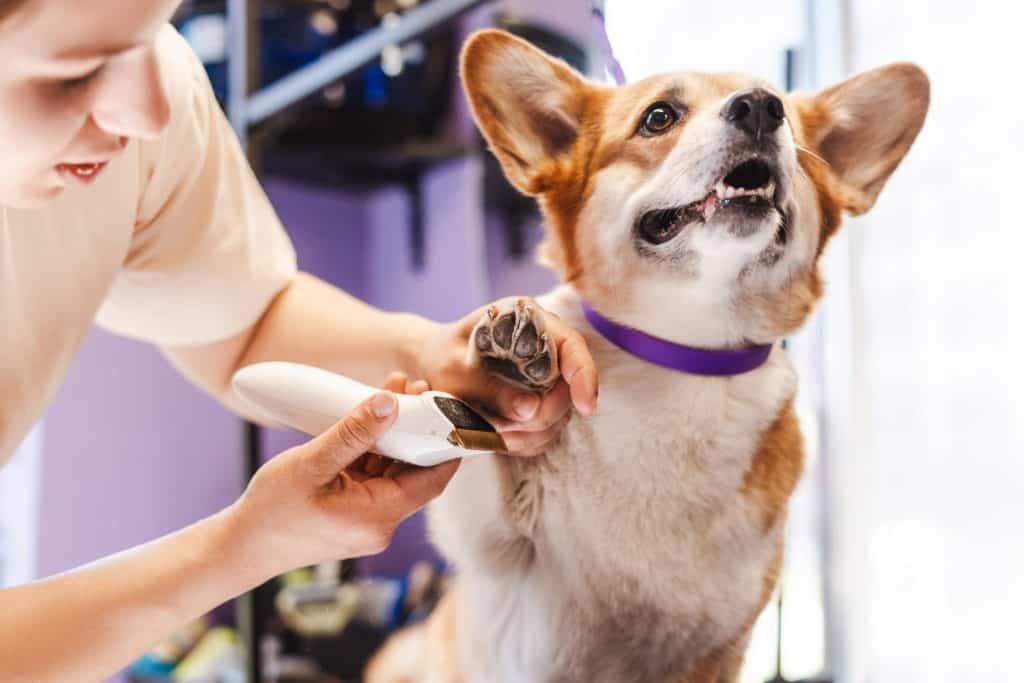 Dog grooming service. Woman hairdresser holding scissors near the dog paw and cutting claws of domestic animal. Pet sitting on table in grooming salon