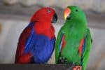 Eclectus parrot