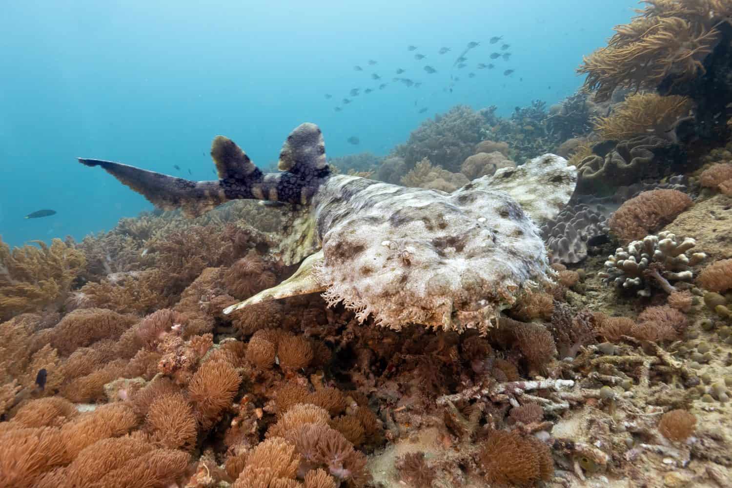 Tasselled wobbegong shark over colorful coral reef