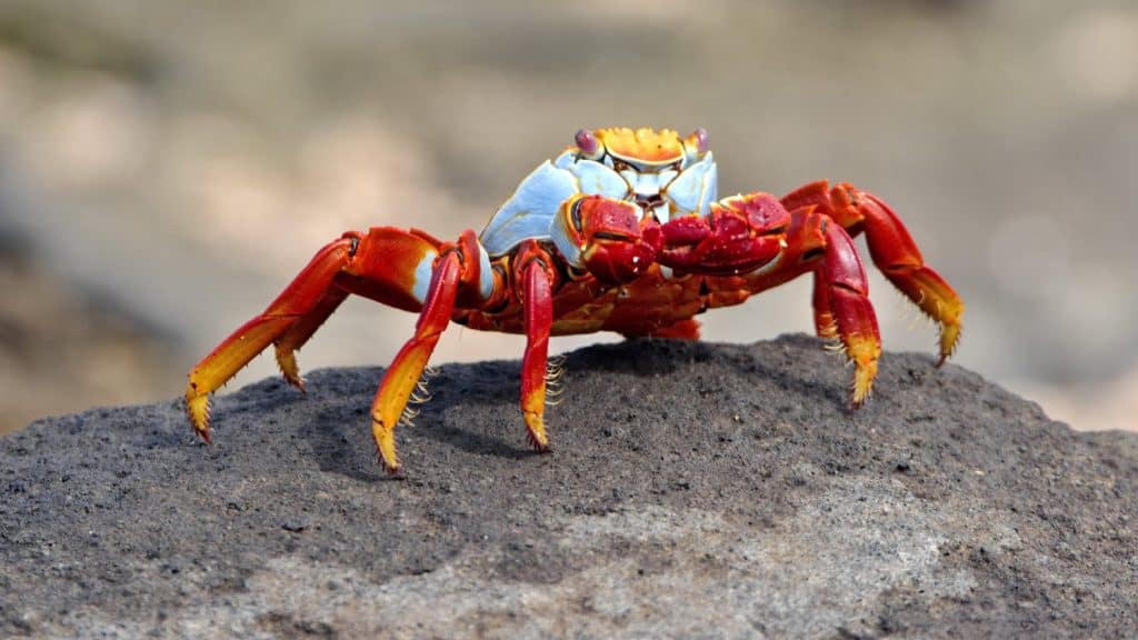 Sally lightfoot crab (Grapsus grapsus) on a lava rock at Puerto Egas, Santiago Island, Galapagos, Ecuador