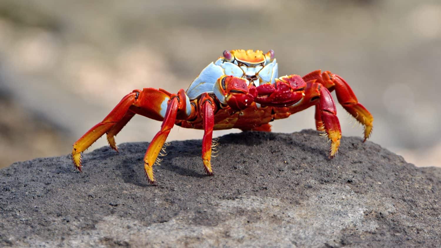 Sally lightfoot crab (Grapsus grapsus) on a lava rock at Puerto Egas, Santiago Island, Galapagos, Ecuador