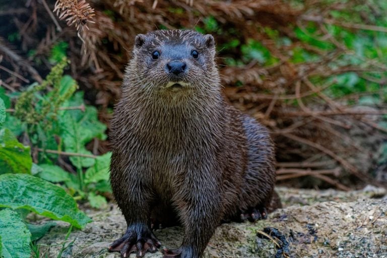 Eurasian Otter (Lutra lutra) Adult with wet fur looking.