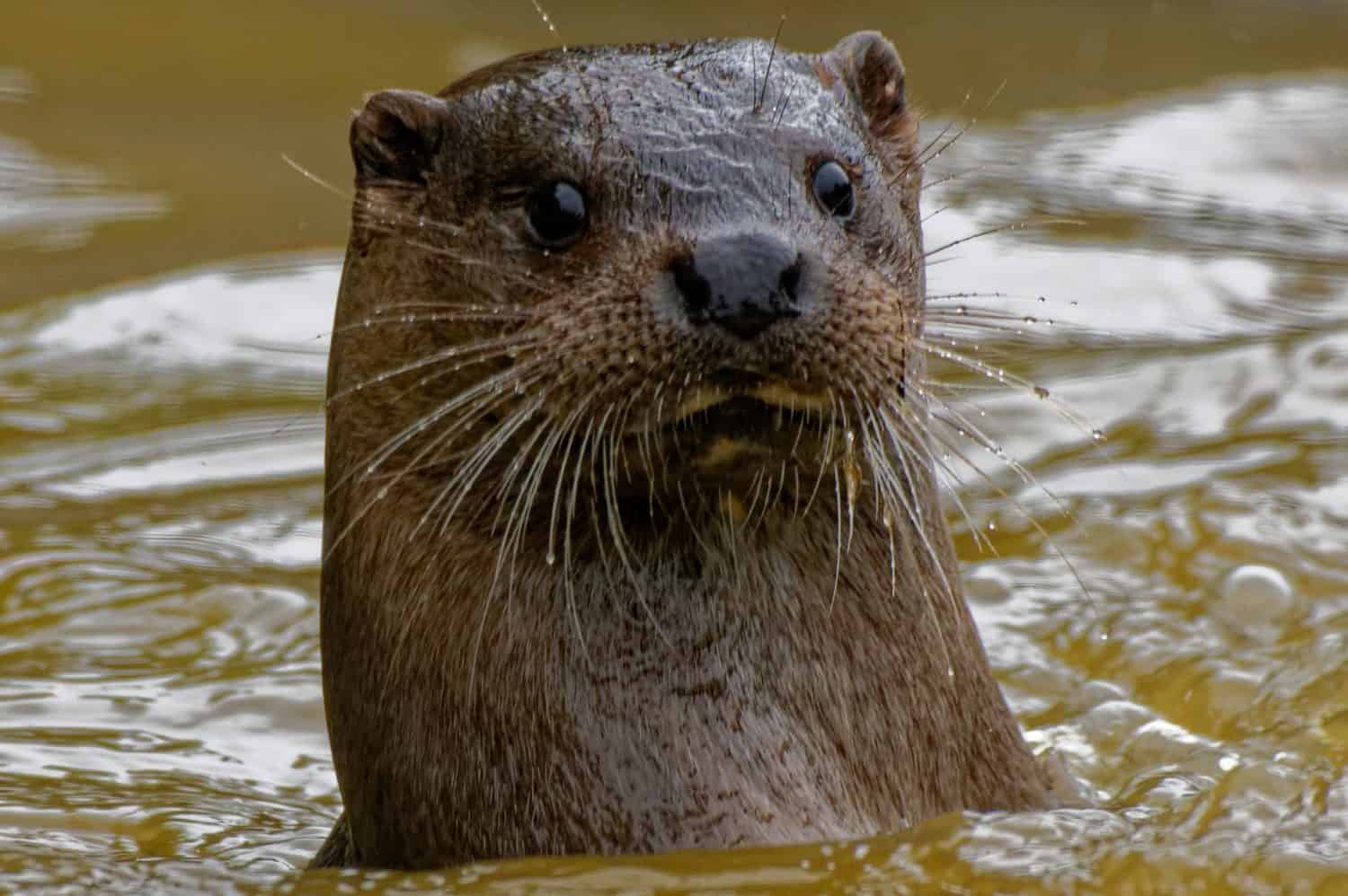 Eurasian Otter (Lutra lutra) Adult with wet fur looking.
